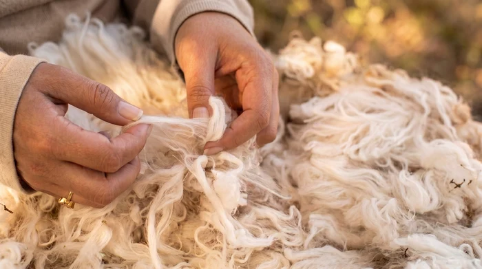 5 Fabulous Ideas to Clean Your Sabra Cushions and/or Carpet